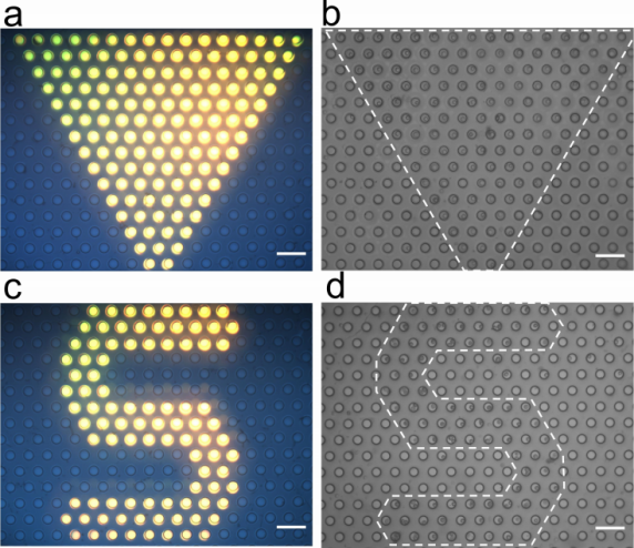 应用案例（一） 光电镊技术在细胞操控中的应用