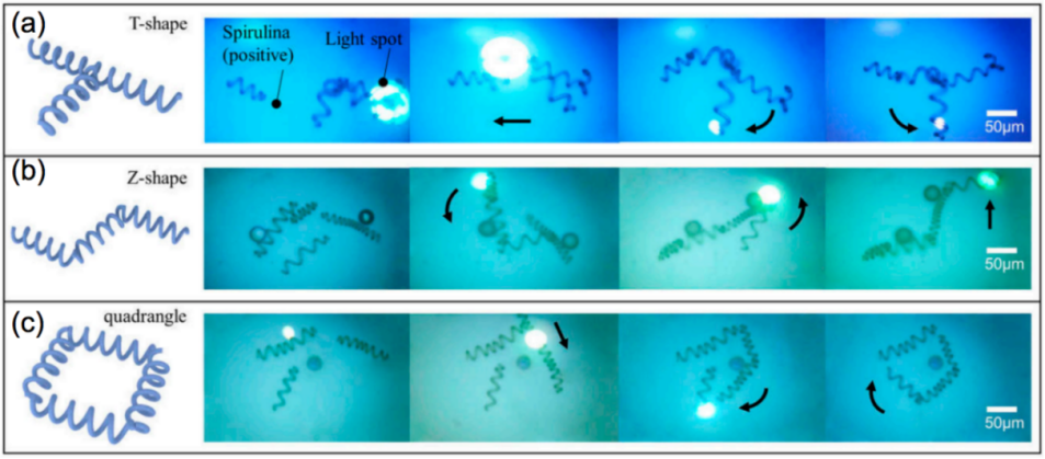 应用案例（三）光电镊技术在微生物操控和分析领域的应用